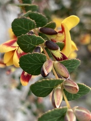 Bossiaea webbii