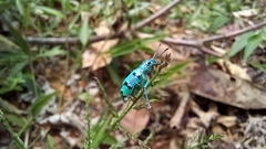 Platyomus