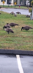 Branta canadensis