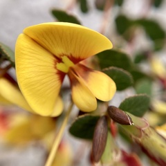 Bossiaea webbii