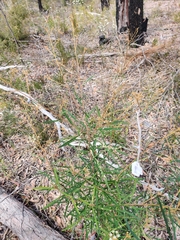 Astrotricha longifolia