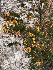 Bossiaea webbii