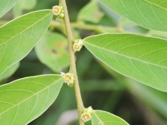 Bridelia verrucosa