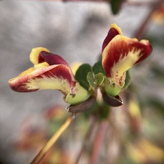 Bossiaea webbii