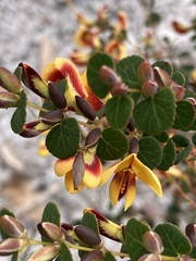 Bossiaea webbii