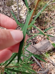 Astrotricha longifolia