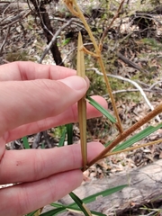 Astrotricha longifolia