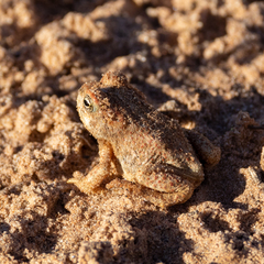 Anaxyrus microscaphus