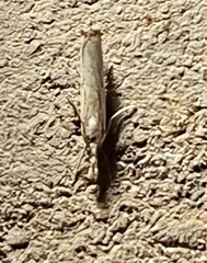 Pyraloidea