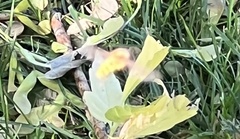 Halictidae