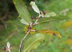 Pittosporum