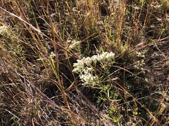 Eupatorium hyssopifolium