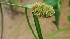 Rhynchospora cephalotes