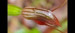 Pterostylis erecta