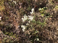 Eupatorium hyssopifolium