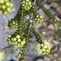 Kunzea sulphurea
