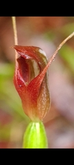 Pterostylis erecta