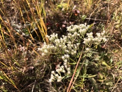 Eupatorium hyssopifolium