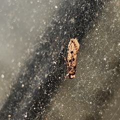 Tinea apicimaculella