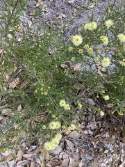 Kunzea sulphurea