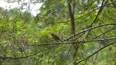 Caryothraustes poliogaster