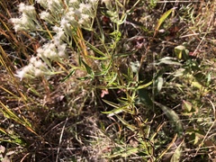 Eupatorium hyssopifolium