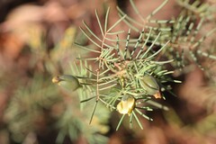 Gompholobium pinnatum