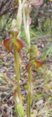 Pterostylis excelsa