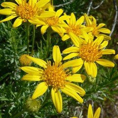 Ericameria linearifolia