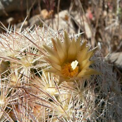 Escobaria chlorantha