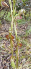 Pterostylis excelsa
