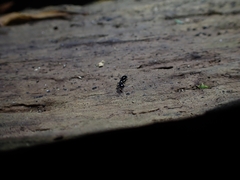 Aculeata