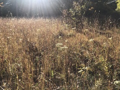 Eupatorium hyssopifolium