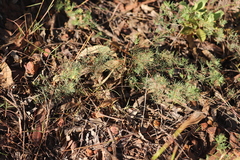 Gompholobium pinnatum