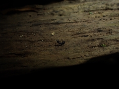 Aculeata