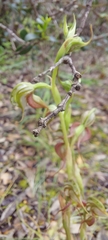 Pterostylis excelsa