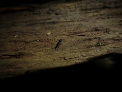 Aculeata