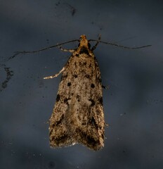 Barea exarcha