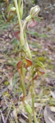 Pterostylis excelsa