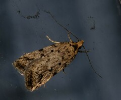 Barea exarcha