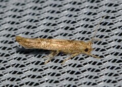 Stathmopoda