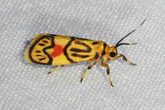 Prepiella aurea