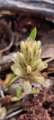 Ptilotus spathulatus