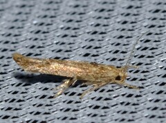 Stathmopoda
