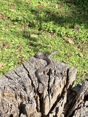 Coluber constrictor constrictor