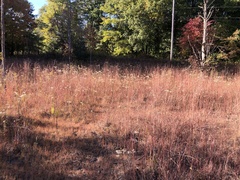 Eupatorium hyssopifolium