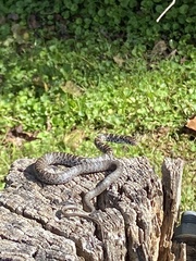 Coluber constrictor constrictor