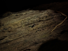 Aculeata