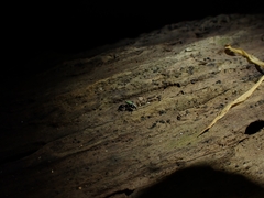 Aculeata