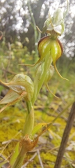 Pterostylis lepida